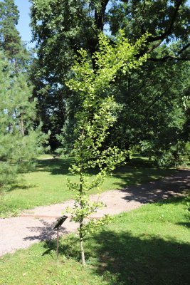 Ginkgo Biloba 'Autumn Gold' - jinan dvoulaločný - celek